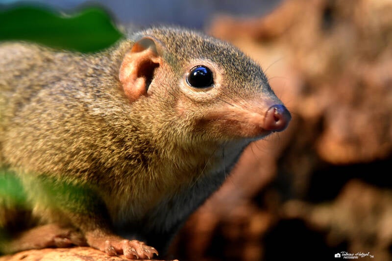 Nördliches Spitzhörnchen | Zoo Frankfurt | 09.03.2024