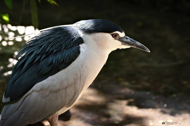 Nachtreiher (Nominatform) | Tierpark Hamm | 28.07.2024
