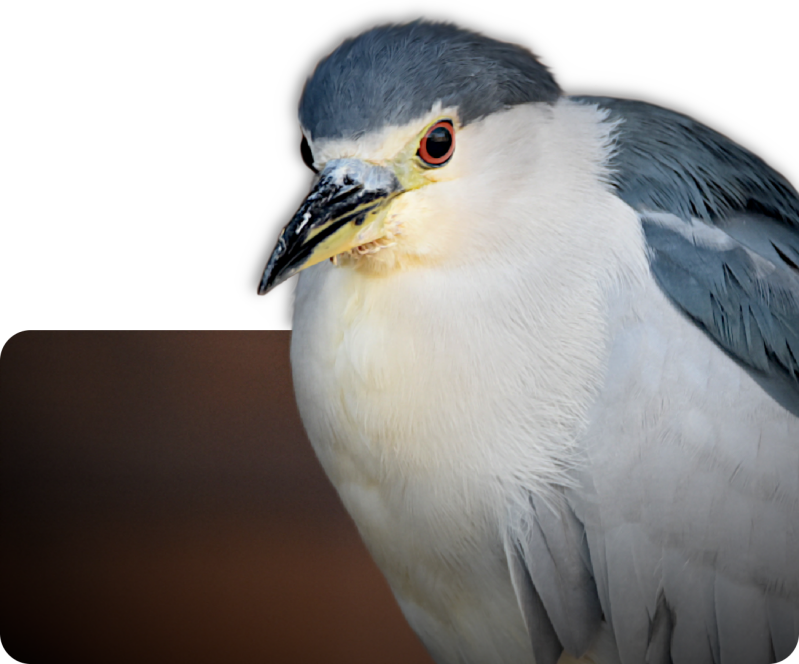 Nachtreiher (Nominatform)