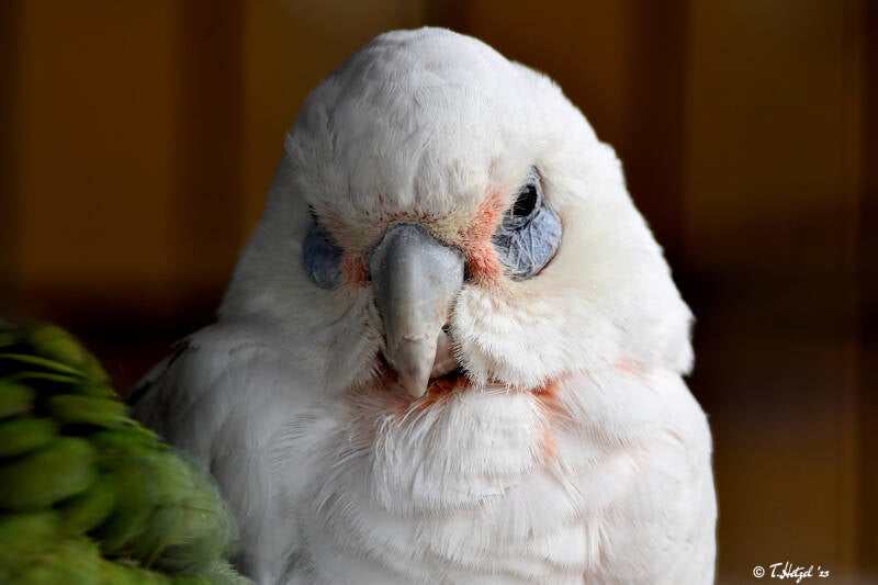 Nacktaugenkakadu (kein Unterartenstatus) | Tierpark Donnersberg, Rockenhausen | 21.03.2021
