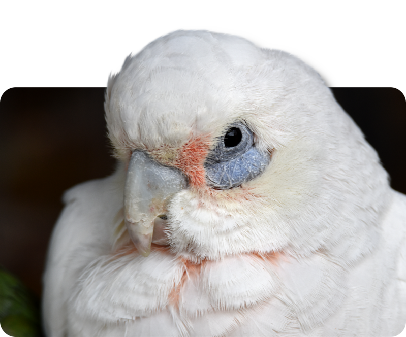 Nacktaugenkakadu (kein Unterartenstatus)