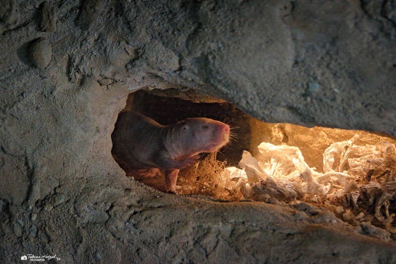 Nacktmull | Zoo Frankfurt | 28.09.2024