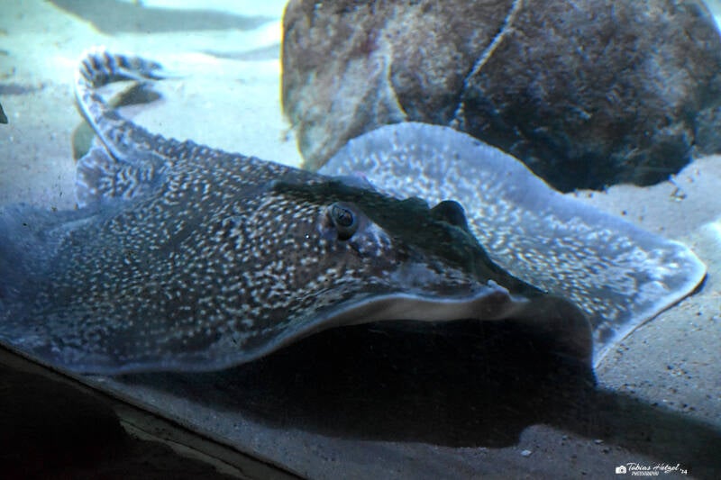 Nagelrochen | Sealife Speyer | 05.01.2023