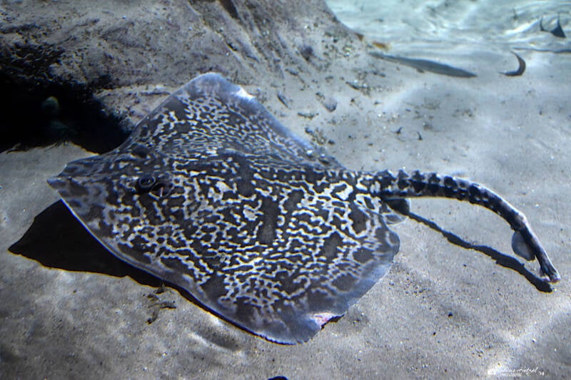 Nagelrochen | Sealife Speyer | 05.01.2023