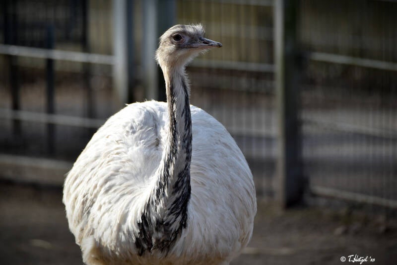Weißer Nandu (kein Unterartenstatus)