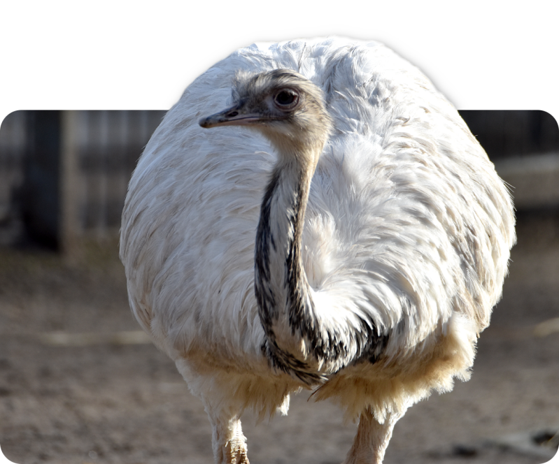 Weißer Nandu (kein Unterartenstatus)