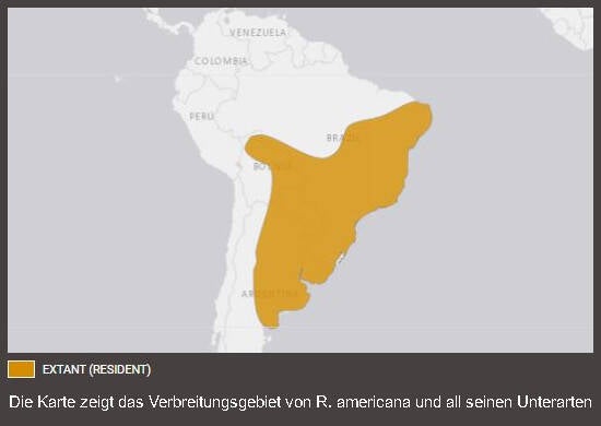 Verbreitungskarte Weißer Nandu (kein Unterartenstatus)