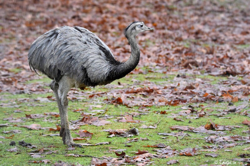 Nandu (kein Unterartenstatus)