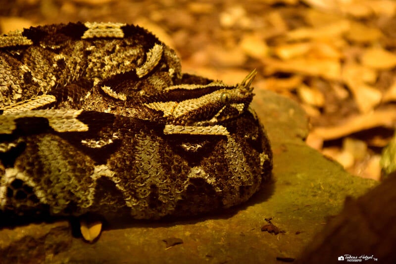 Nashornviper | Reptilium Landau | 28.12.2022