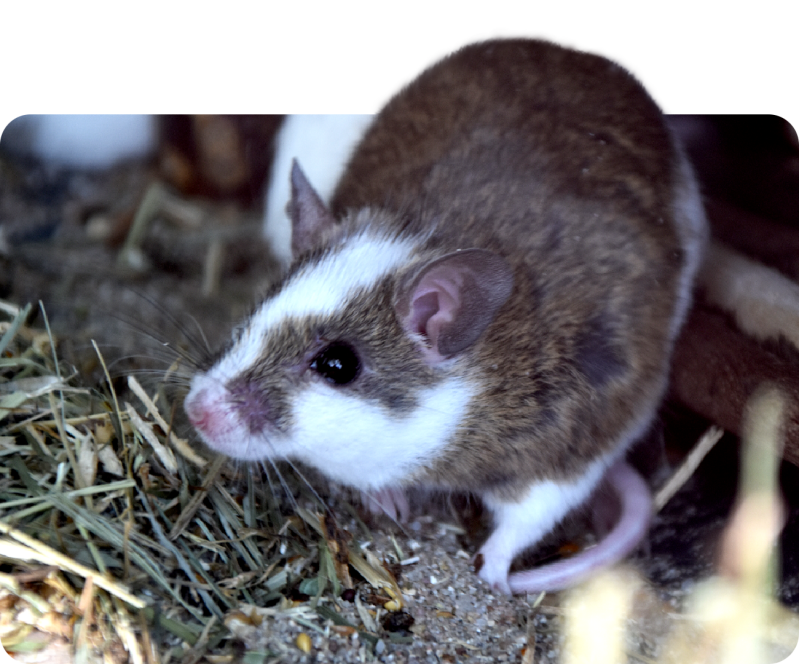 Natal-Vielzitzenmaus