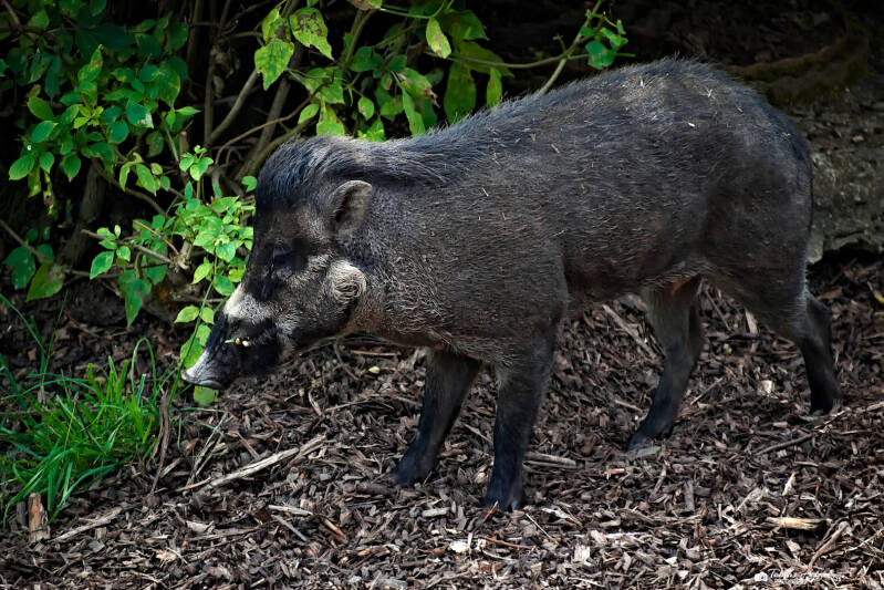 Negros-Pustelschwein | Zoo Usti nad Labem | 11.07.2025