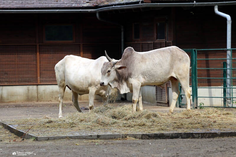 Nellore-Zebu | Tierpark Berlin | 27.05.2018