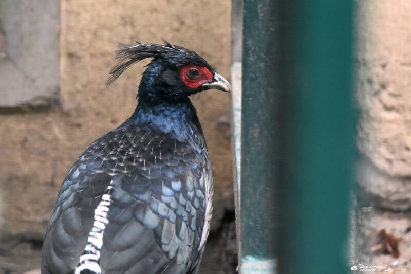 Nepalfasan | Tierpark Gotha | 01.08.2022