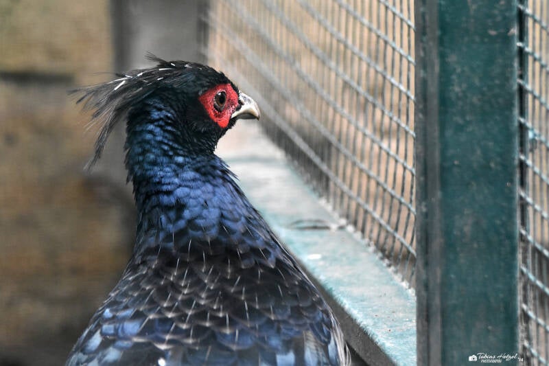 Nepalfasan | Tierpark Gotha | 01.08.2022