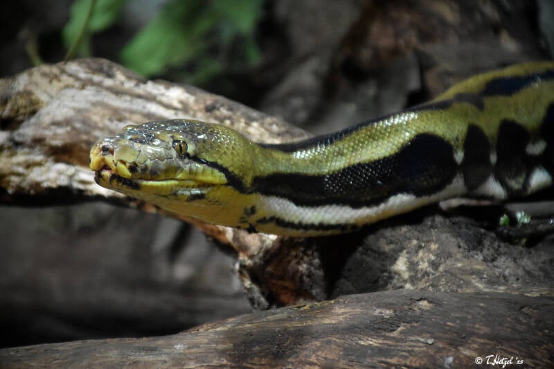 Netzpython (kein Unterartenstatus)