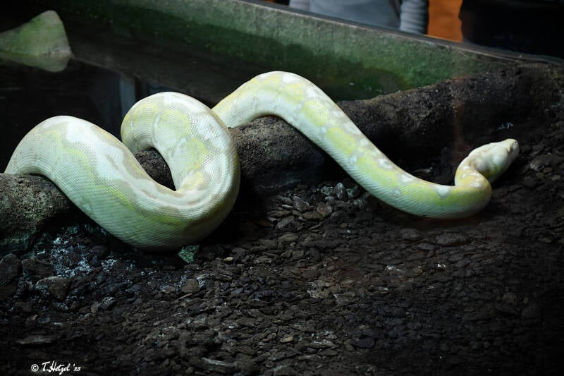 Netzpython (kein Unterartenstatus)