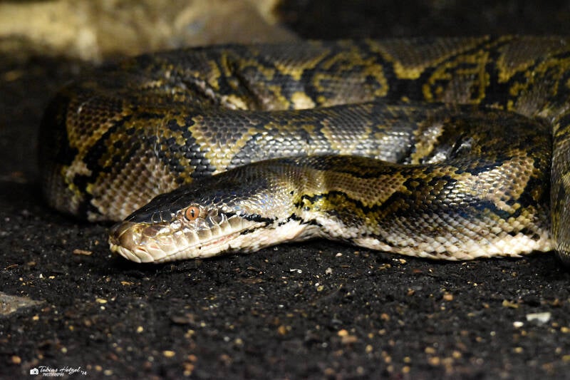 Netzpython (kein Unterartenstatus) | Burgers Zoo, Arnhem | 07.07.2021