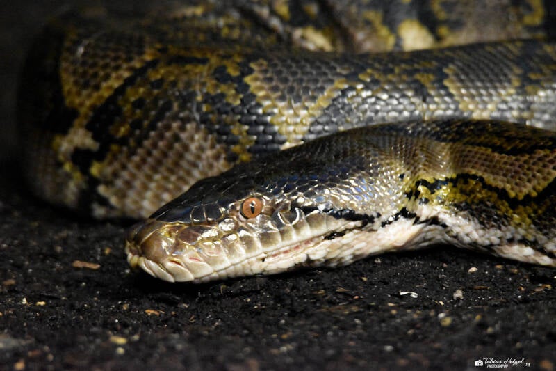 Netzpython (kein Unterartenstatus) | Burgers Zoo, Arnhem | 07.07.2021