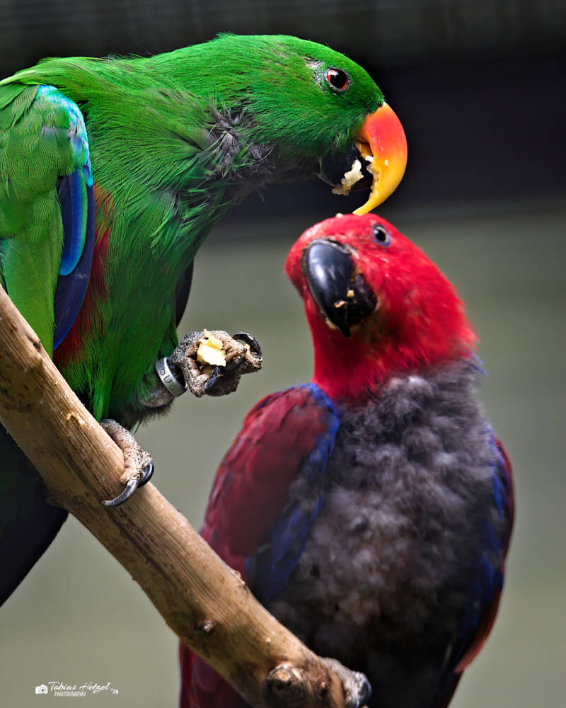 Neuguineaedelpapagei | Tierpark Chemnitz | 13.07.2025
