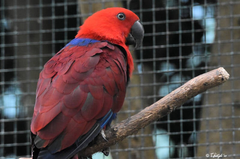 Neuguineaedelpapagei