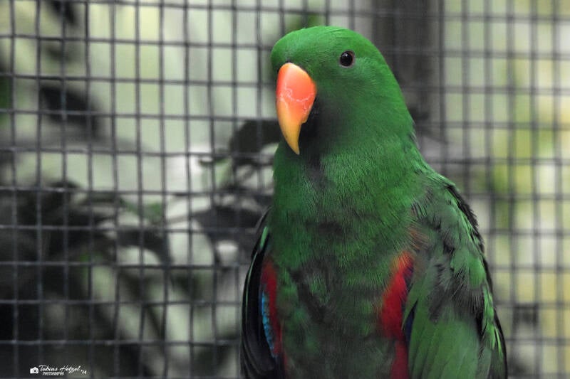 Neuguineaedelpapagei | Weltvogelpark Walsrode | 09.06.2023