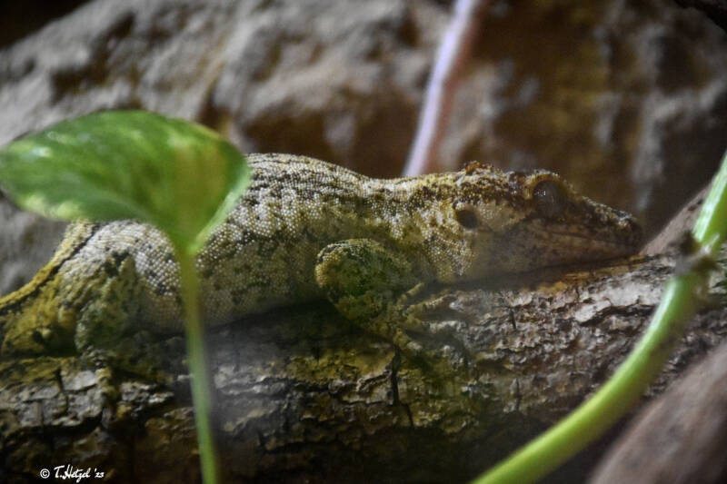 Neukaledonischer Kopfhöcker-Riesengecko
