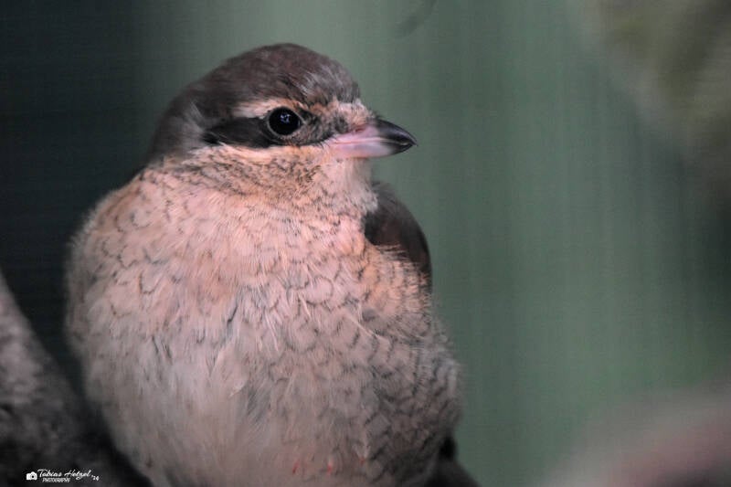 Neuntöter | Zoo Plzen | 17.09.2022