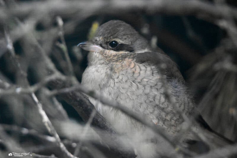 Neuntöter | Zoo Plzen | 17.09.2022