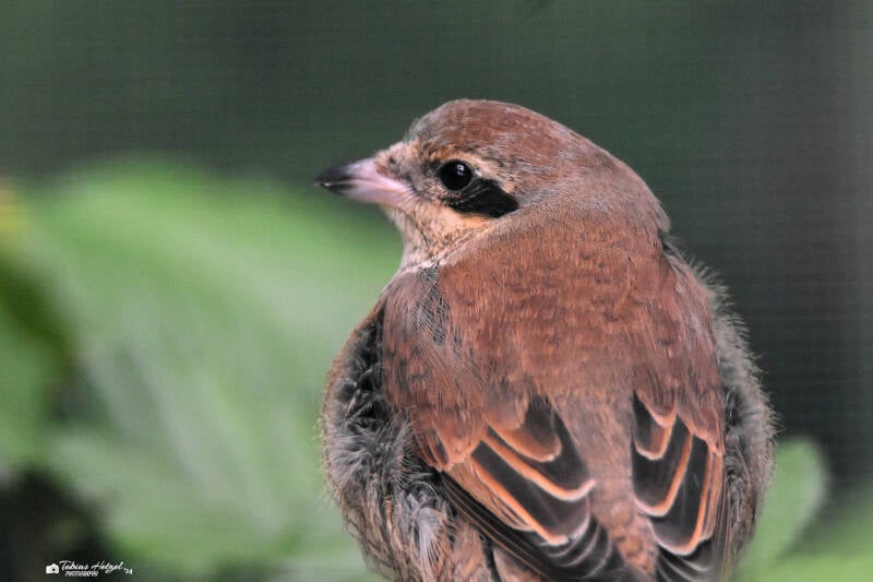 Neuntöter | Zoo Plzen | 17.09.2022