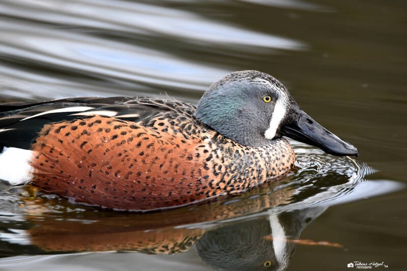 Neuseelandlöffelente | Kölner Zoo | 27.12.2021