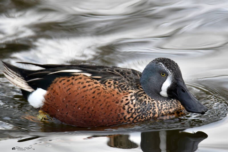 Neuseelandlöffelente | Kölner Zoo | 27.12.2021