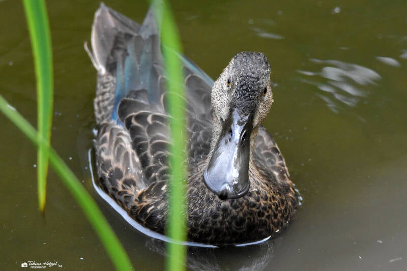 Neuseelandlöffelente | Zoopark Erfurt | 24.09.2020