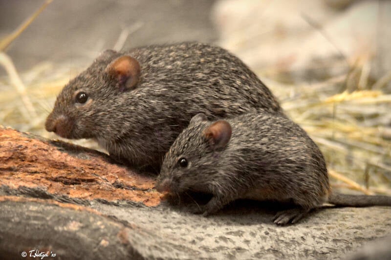 Nil-Grasratte | Zoo Plzen | 17.09.2022