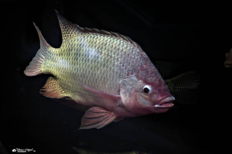 Nilbuntbarsch | Safaripark Dvur Kralove | 17.08.2024