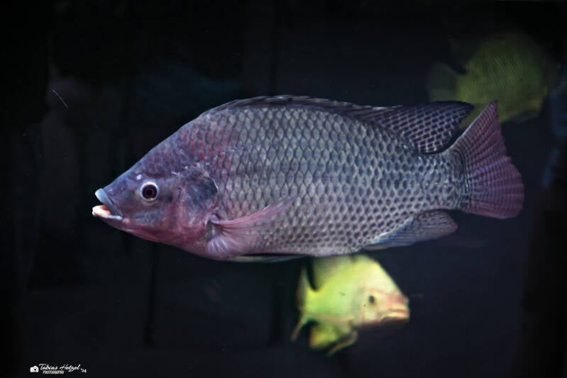 Nilbuntbarsch | Safaripark Dvur Kralove | 17.08.2024