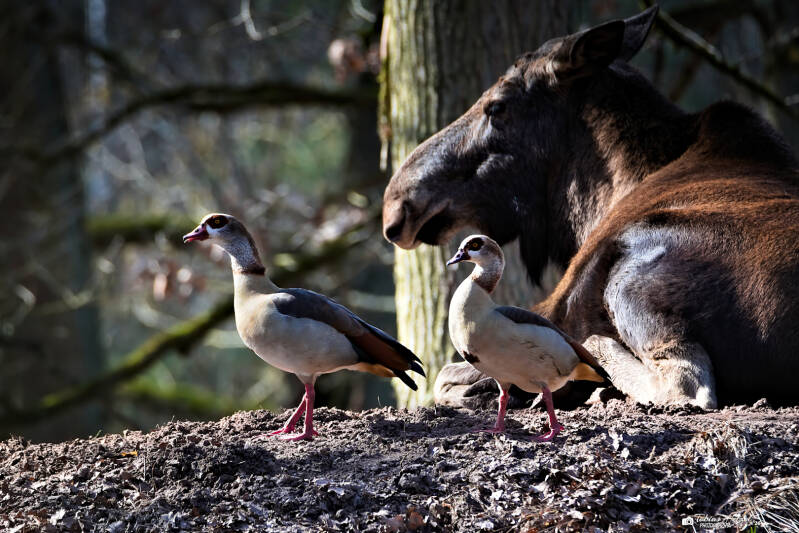 Nilgans | Wildpark Alte Fasanerie, Hanau Klein-Auheim | 01.03.2026