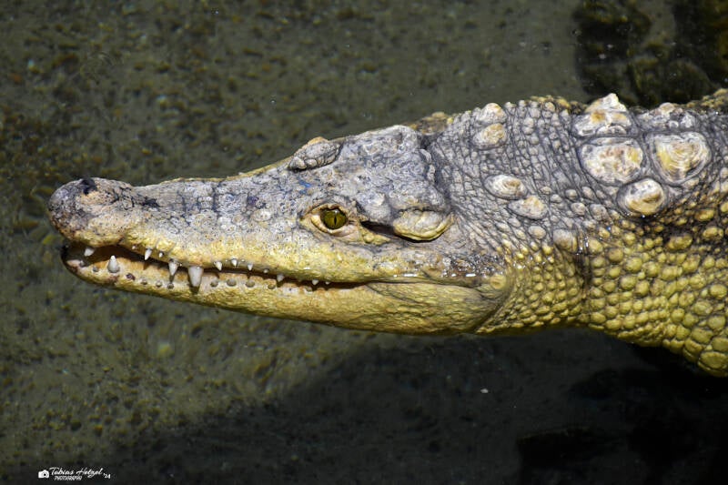 Nilkrokodil x Orinokokrokodil | Meeresaquarium Zella-Mehlis | 24.09.2020