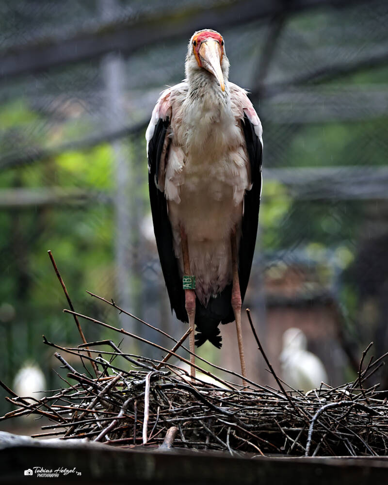 Nimmersatt | Zoo Dresden | 12.07.2025