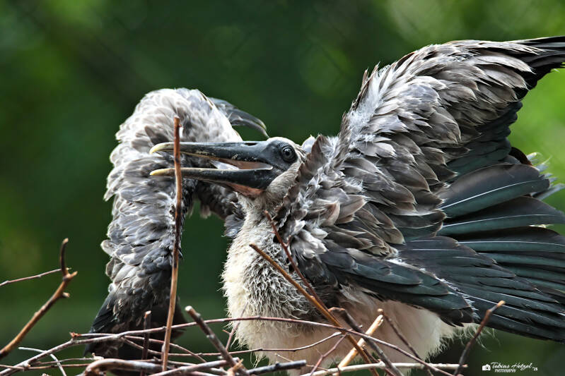 Nimmersatt | Zoo Dresden | 12.07.2025
