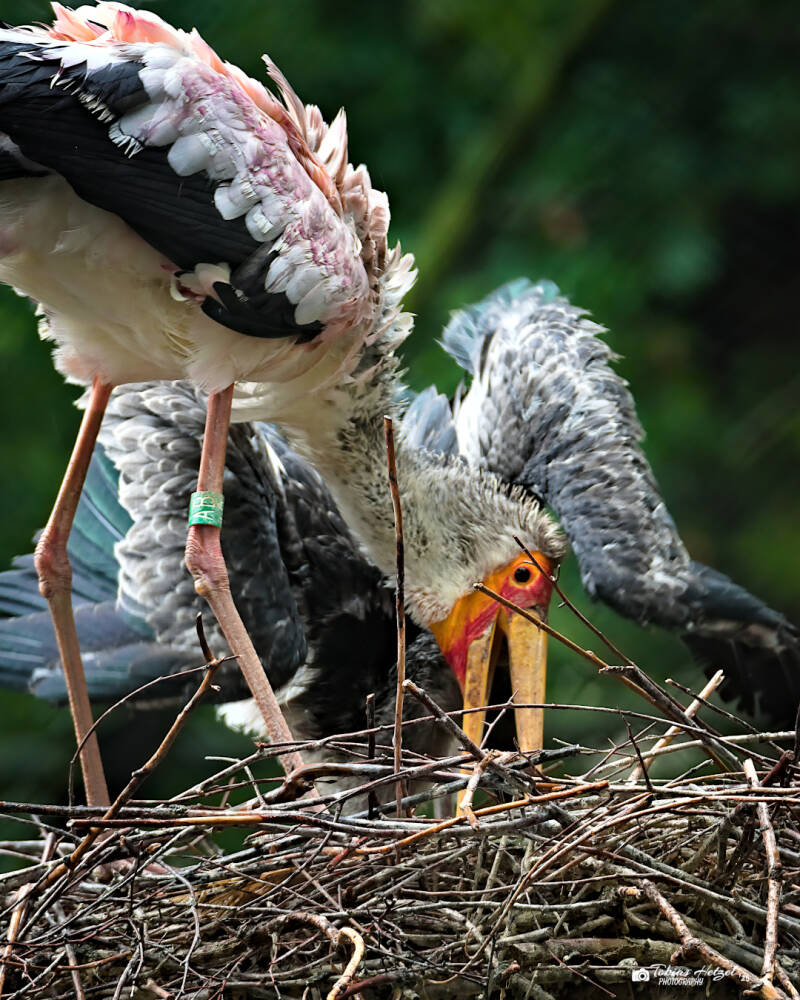 Nimmersatt | Zoo Dresden | 12.07.2025