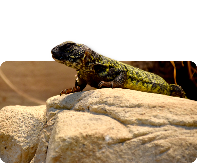 Nordafrikanischer Dornschwanz