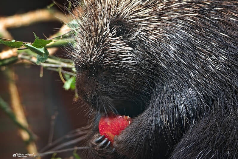 Nordamerikanischer Baumstachler (kein Unterartenstatus) | Tier- und Freizeitpark Thüle | 03.08.2024