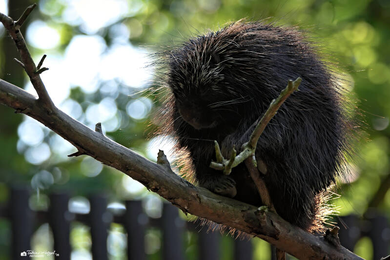 Nordamerikanischer Baumstachler (kein Unterartenstatus) | Zoo Decin | 11.07.2025