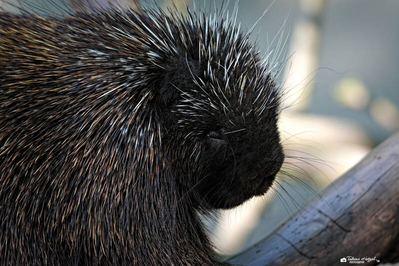 Nordamerikanischer Baumstachler (kein Unterartenstatus) | Zoo Decin | 11.07.2025