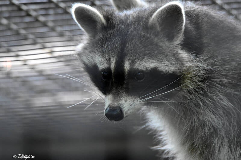 Nordamerikanischer Waschbär