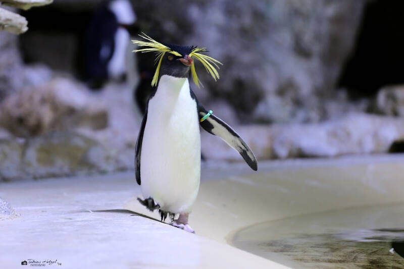 Tritstanpinguin | Tierpark Hellabrunn, München | 15.08.2018
