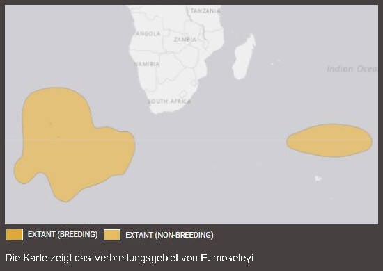 Verbreitungskarte Tristanpinguin