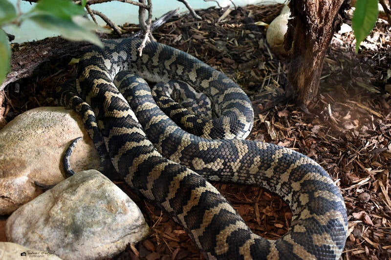 Nordwestlicher Teppichpyhton | Zoo Frankfurt | 08.09.2023