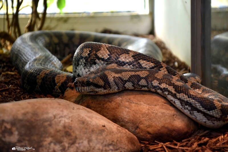 Nordwestlicher Teppichpyhton | Zoo Frankfurt | 09.03.2024