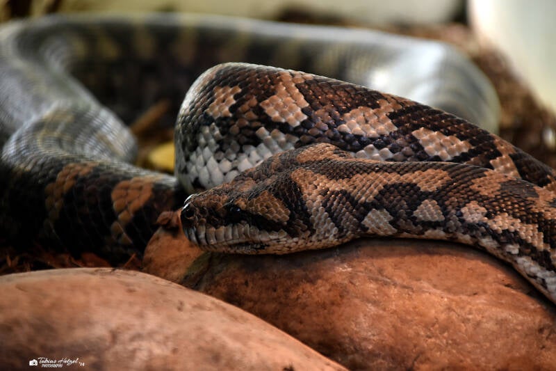 Nordwestlicher Teppichpyhton | Zoo Frankfurt | 09.03.2024